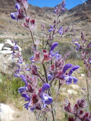 Salvia albicaulis