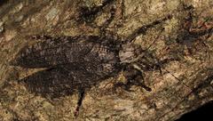 Cymatomera denticollis