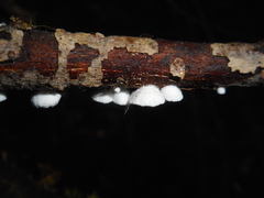 Crepidotus versutus