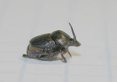 Onthophagus obtusicornis