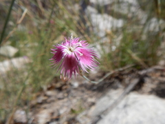 Dianthus bolusii