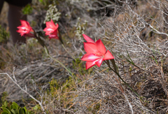 Gladiolus carmineus