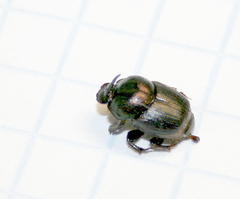 Onthophagus obtusicornis