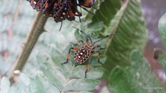 Pachylis nervosus