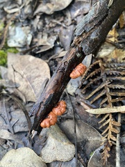 Anthracophyllum