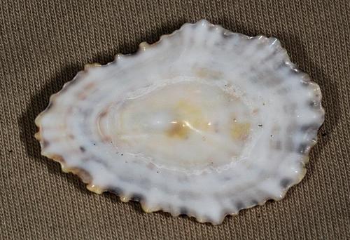 Scutellastra exusta
