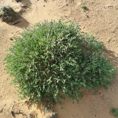 Mesembryanthemum junceum