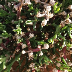 Mesembryanthemum junceum
