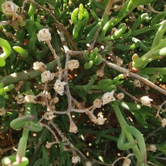 Mesembryanthemum junceum