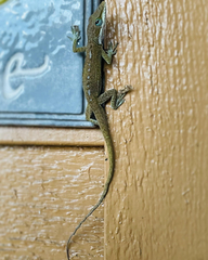 Anolis carolinensis