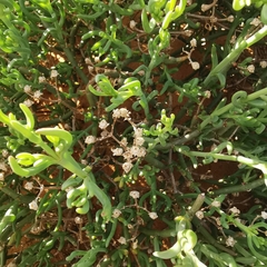 Mesembryanthemum junceum