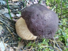 Boletus pinophilus