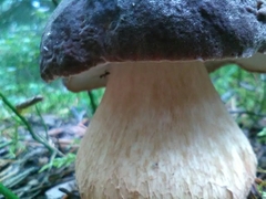 Boletus pinophilus