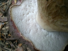Boletus pinophilus