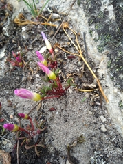 Oxalis stokoei