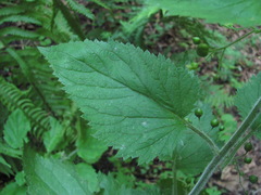 Scrophularia mollis