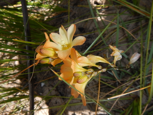 Cedarberg Triton (Tritonia cedarmontana)
