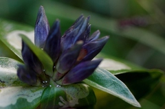 Gentiana cruciata cruciata