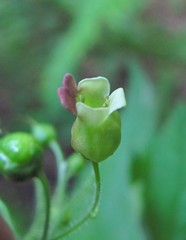 Scrophularia mollis