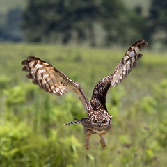 Bubo