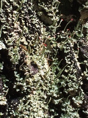 Cladonia transcendens