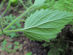 Scrophularia mollis