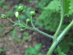 Scrophularia mollis
