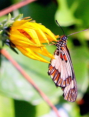 Acraea cabira