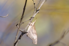 Libythea laius