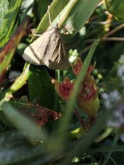 Udea uliginosalis