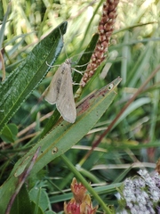 Udea uliginosalis