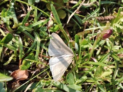 Udea uliginosalis
