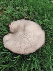 Agaricus