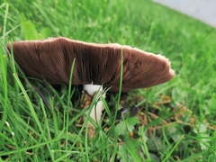 Agaricus