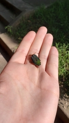 Cotinis nitida