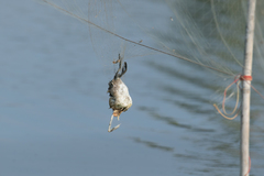 Tachybaptus ruficollis poggei