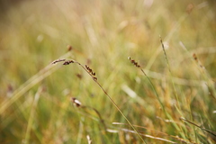 Carex panicea