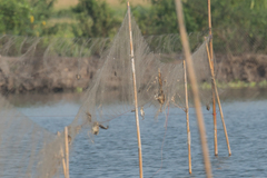 Anhinga melanogaster