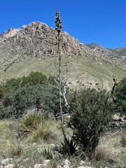 Agave gracilipes