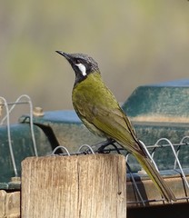 Nesoptilotis leucotis novaenorciae