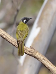 Nesoptilotis leucotis novaenorciae