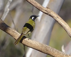 Nesoptilotis leucotis novaenorciae