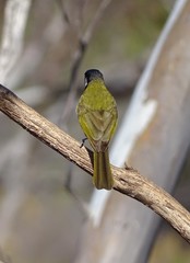 Nesoptilotis leucotis novaenorciae