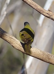 Nesoptilotis leucotis novaenorciae