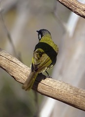 Nesoptilotis leucotis novaenorciae