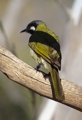Nesoptilotis leucotis novaenorciae
