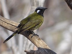 Nesoptilotis leucotis novaenorciae
