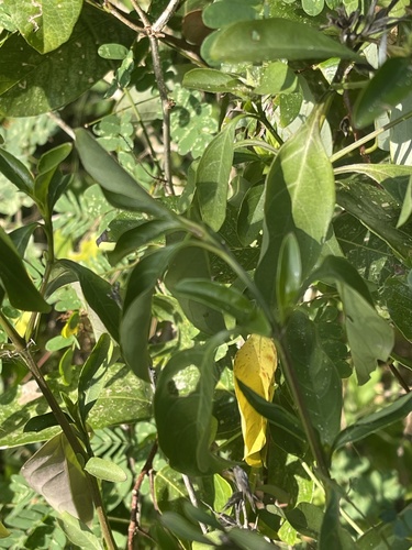 Barleria prionitis image