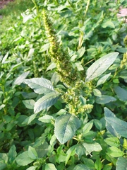 Amaranthus retroflexus