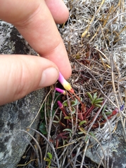 Oxalis stokoei